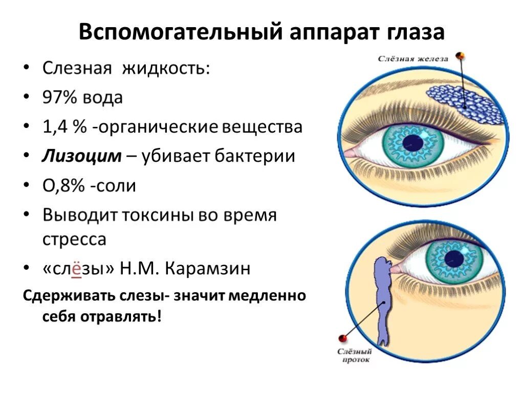 Слезная железа относится к железам