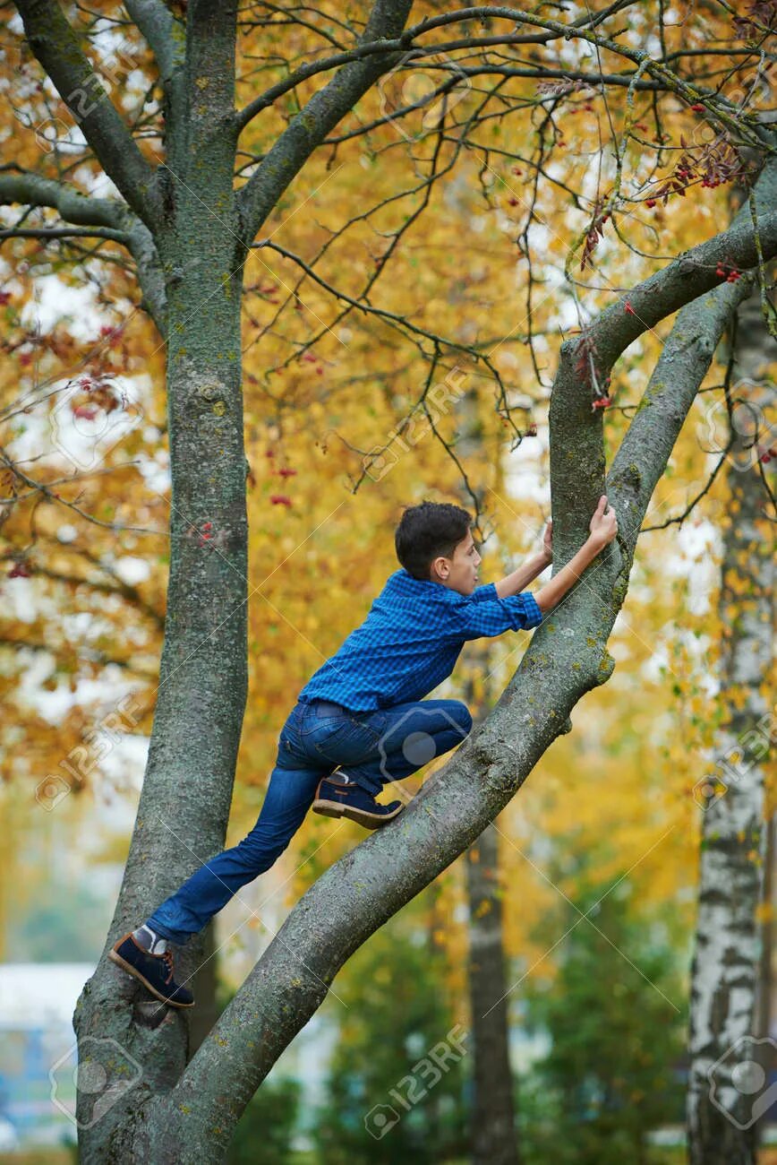 Взбирается по березке. Карабкаться на дерево. Мальчик на дереве. Взбираться на дерево. Парень залез на дерево.