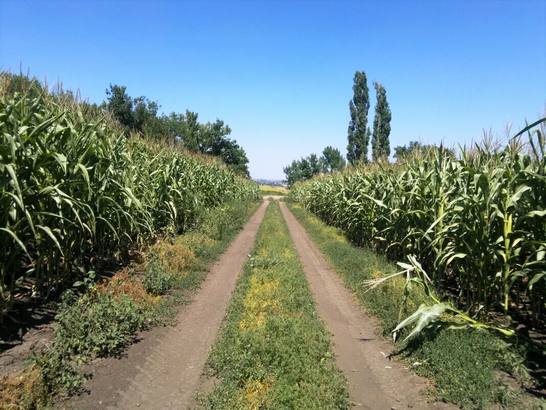 поля в воронеже где