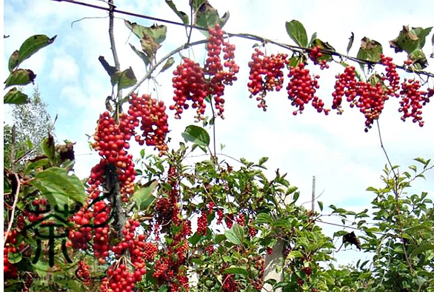 Лимонник китайский (schisandra chinensis). Лимонник растение. Шизандра китайская лимонник. Лимонник китайский. Как растет лимонник.