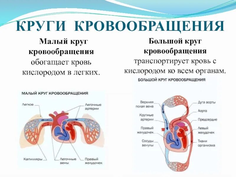 Круги кровообращения роль