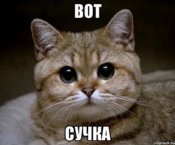 Круче тех сучек. Оленька прости. Круче тех сучек. Чистейшая правда. Круче всех! картинка надпись.