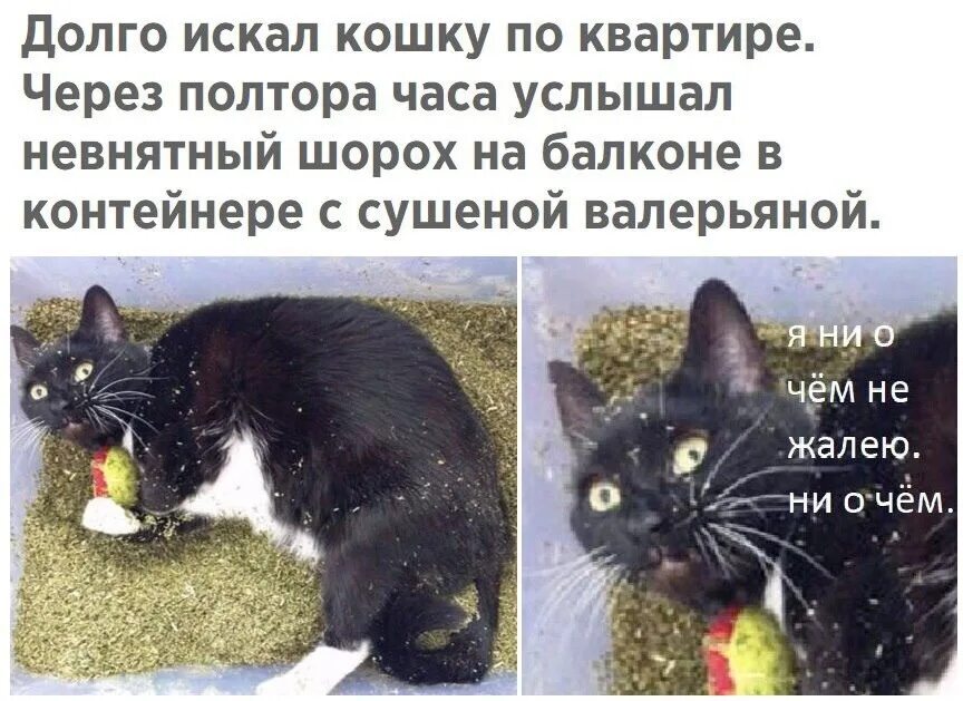 Ни о чем вспомнить. Ни о чем не жалею. Ни о чем не жалею Мем с котом. Я ни о чём не жалею кот. Я ни очем не жалею кот.