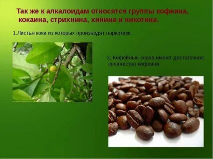 Алкалоид в чайных листьях