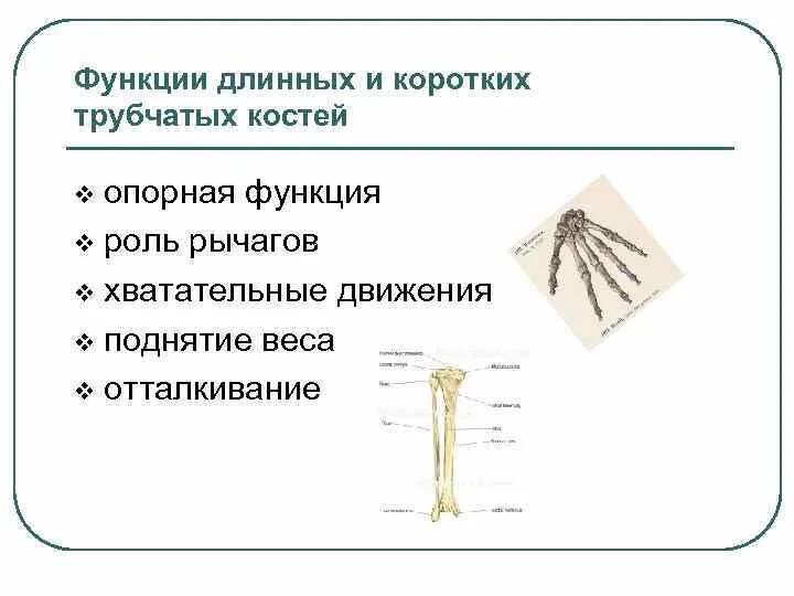 Трубчатые кости функции. Функции коротких костей. Функции длинных трубчатых костей. Функции трубчатой длинной кости. Короткие трубчатые кости.