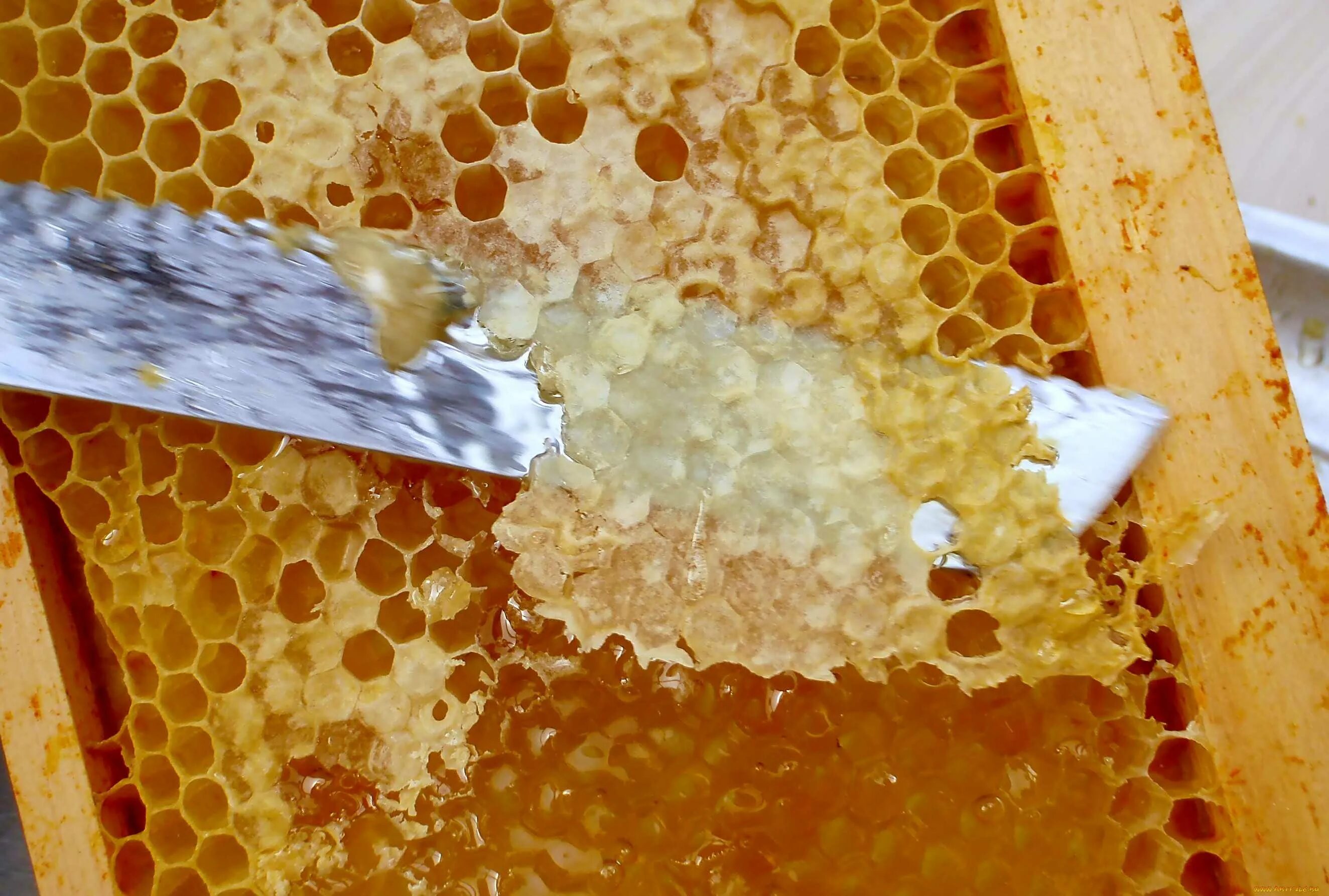 Мёд в сотах. Соты пчелиные. Соты меда. Цветочный мед в сотах.