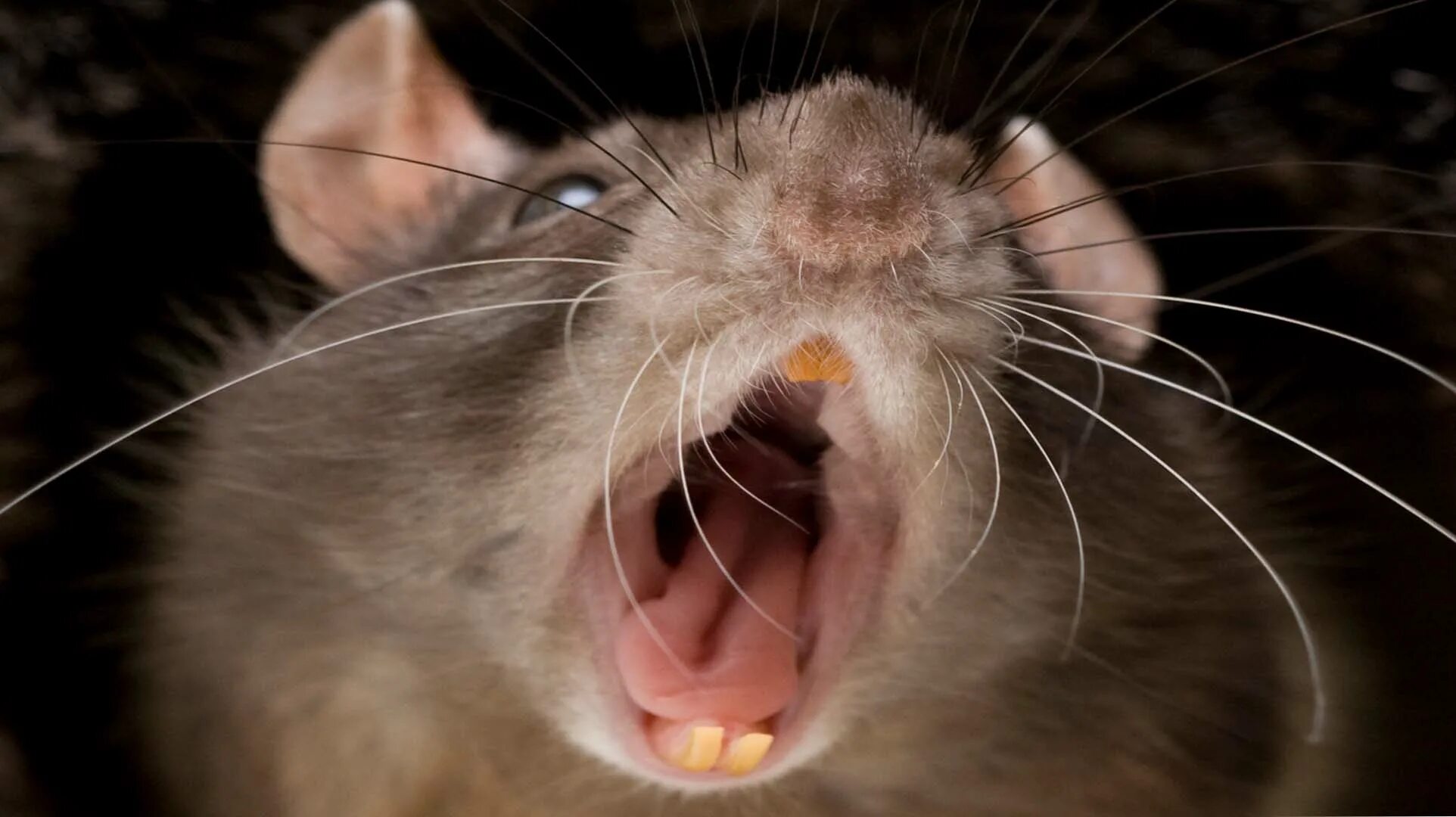 Rat crying. Rat crying