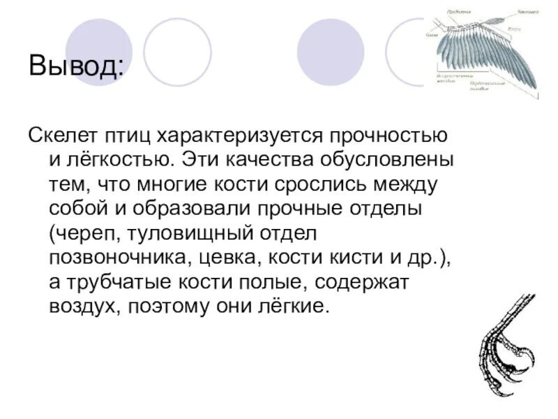 Вывод строение скелета птицы. Класс птицы вывод. Скелет птицы вывод. Вывод о птицах 7 класс. Сделайте вывод об особенностях строения скелета птиц