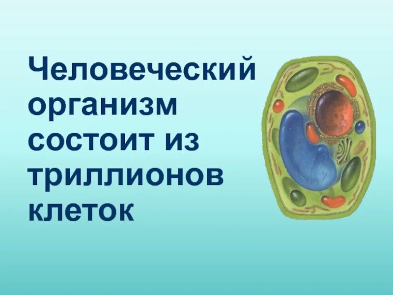 Группа клеток организма выполняющих