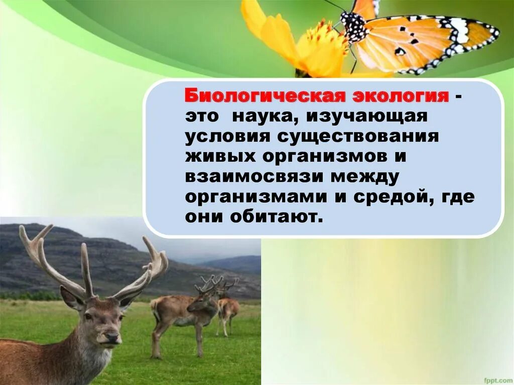 Такие условия существования живых организмов на земле. Экология это наука о биология. Экологическая биология. Биологическая экология. Экология это наука изучающая условия существования.