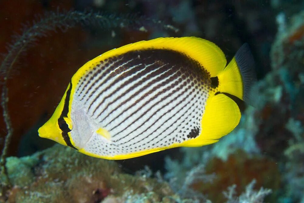 Черноспинная рыба бабочка. Chaetodon melannotus. Краснохвостая рыба бабочка. Chaetodon octofasciatus.