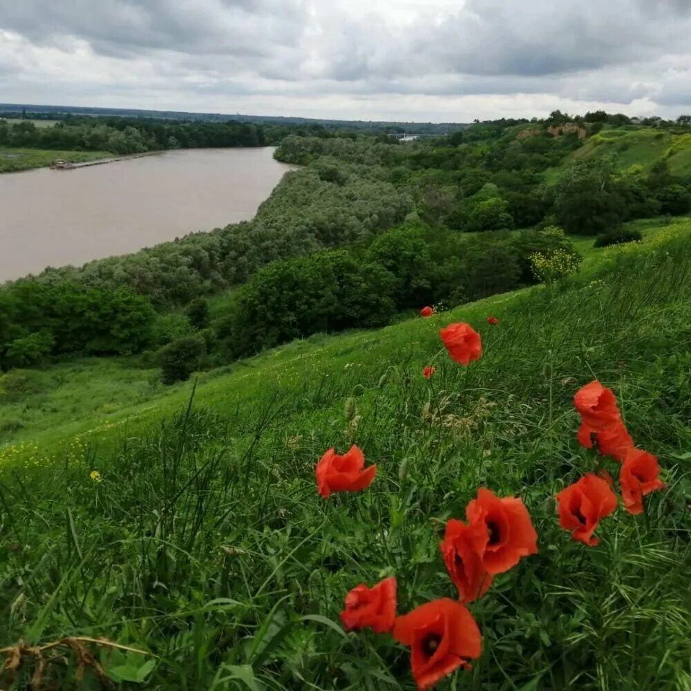 Усть-Лабинский район Краснодарского края. Усть-Лабинск Краснодарский край. Река Кубань Усть Лабинск. Кубань Краснодарский край Усть-Лабинский район. Прогноз погоды лабинске краснодарского