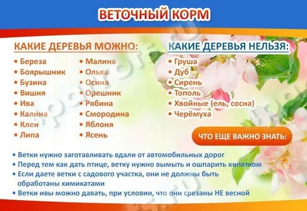 Какие веточки можно попугаю. Какие веточки можно давать попугаям. Какие веточки можно давать волнистым попугаям. Какие ветки можно давать корелле. Какие ветки деревьев можно попугаям.