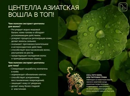 Экстракт центеллы азиатской для кожи