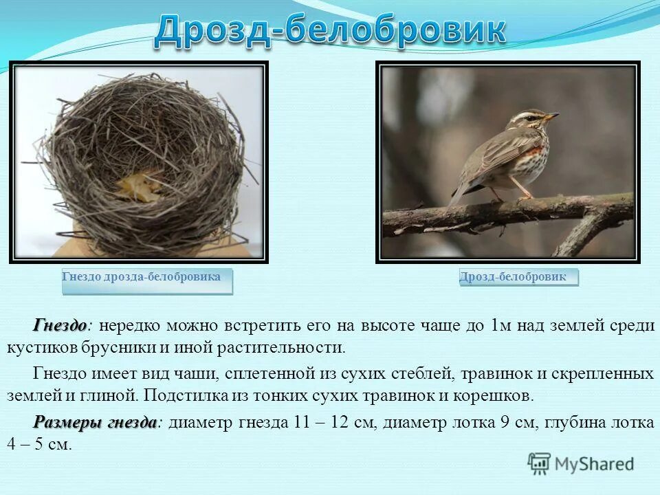 Дрозд белобровик гнездо. Дрозд белобровик птенец. Дрозды вьют гнезда. Описание гнезда дрозда