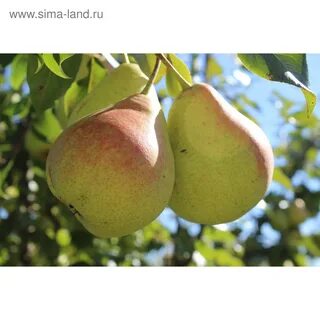 Сортами мраморная описание фото
