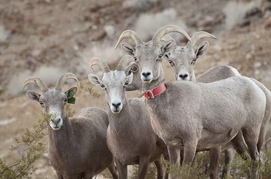 Ovis ii