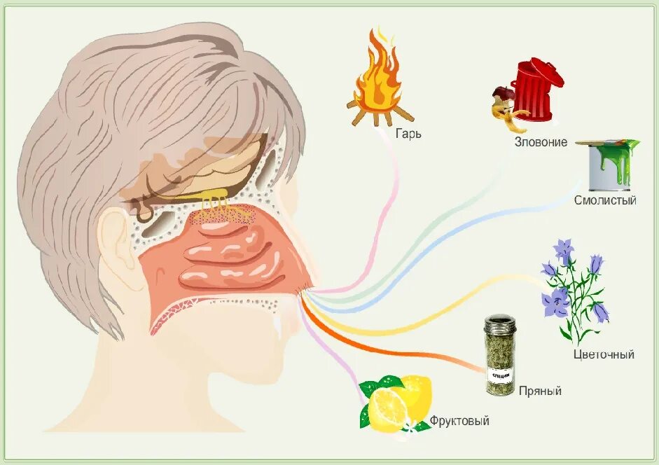 Обоняние. Органы чувств человека обоняние. Обоняние рисунок. Орган обоняния для детей. Ощущаются неприятные запахи