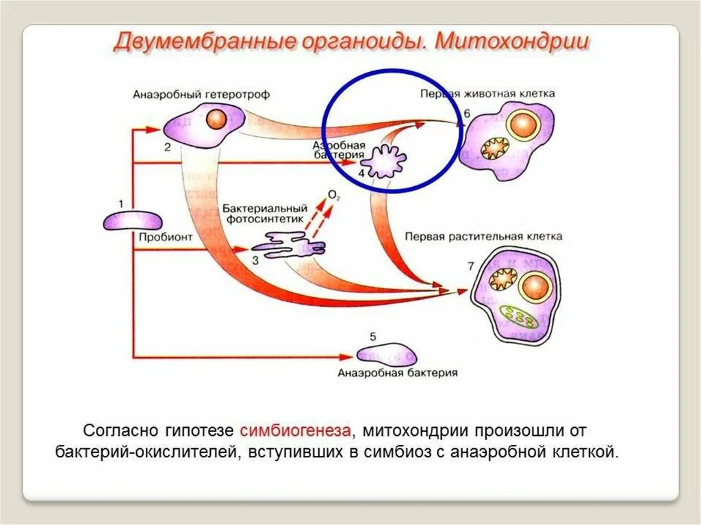 Теория симбиогенеза митохондрии. Теория возникновения двумембранных органоидов. Эволюция клетки симбиотическая теория. Теория возникновения митохондрий.