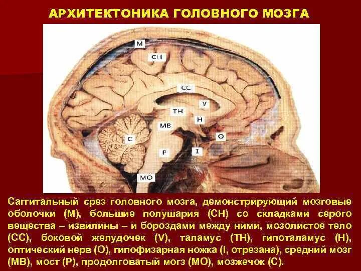 Архитектоника головного мозга. Срез головного мозга. Архитектоника коры полушарий головного мозга. Срез коры головного мозга.