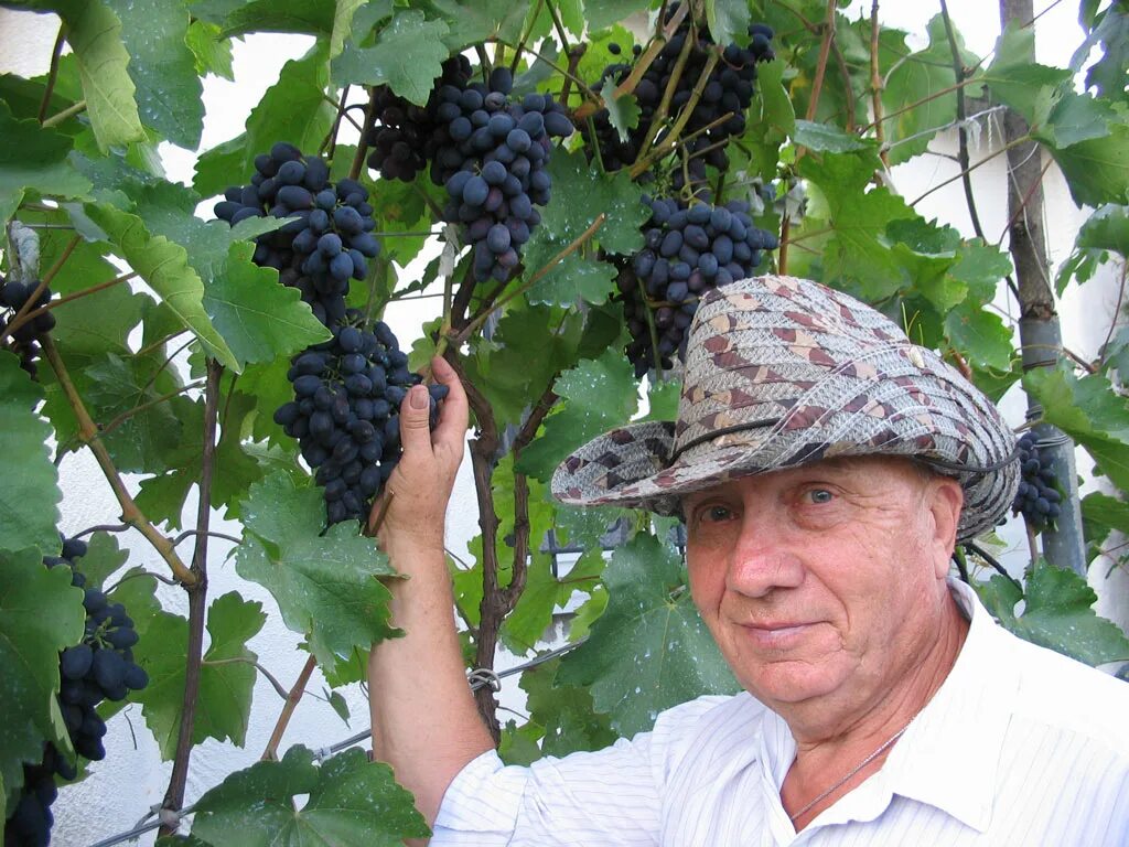 Сайты виноградарей