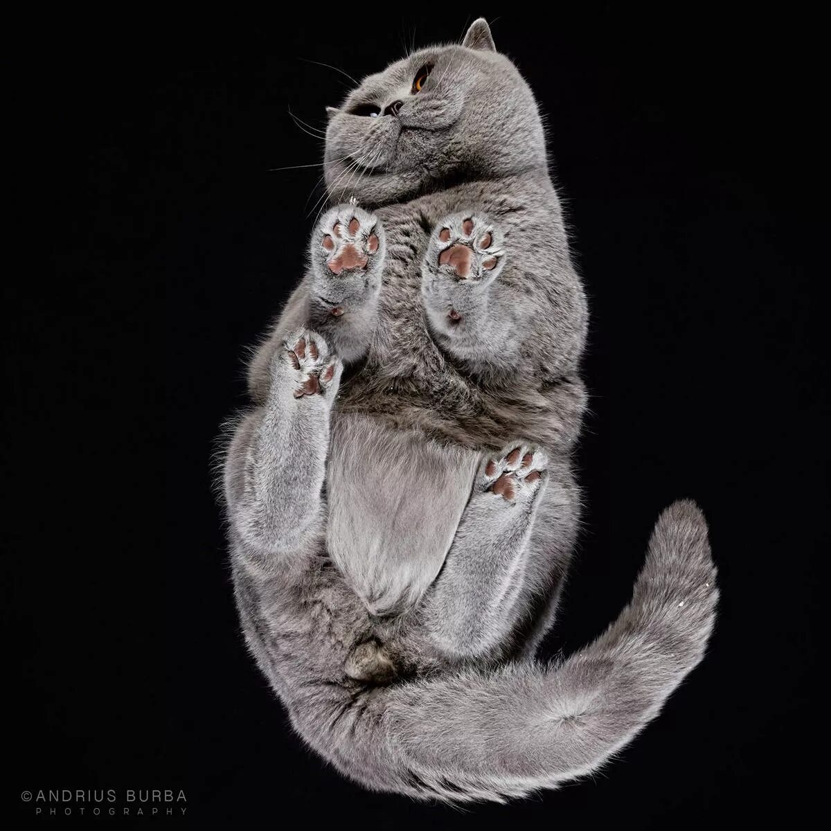 Кошачий фотограф Андриус Бурба. Кошка вид снизу. Необычные котики. Котики на стеклянном столе.