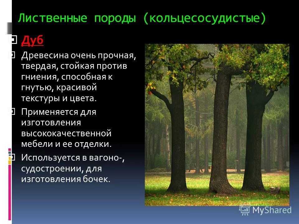 ольха порода древесины. лиственные породы дуб. характеристика лиственных пород. кольцесосудистые лиственные породы. характеристика лиственных пород.