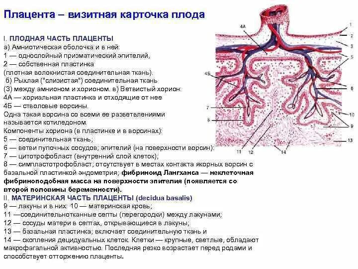 Что такое плацента и какова ее функция. Строение материнской части плаценты гистология. Строение Котиледон плаценты. Строение плаценты человека. Материнская часть плаценты гистология структура.