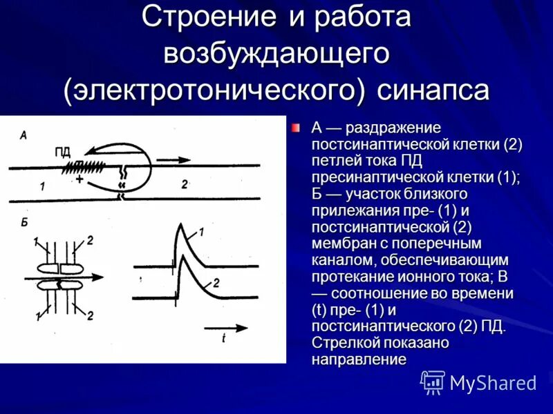 Соприкосновения соединение. Строение электрического синапса. Строение электрического синапса физиология. Работа электрического синапса. Функции электрических синапсов.