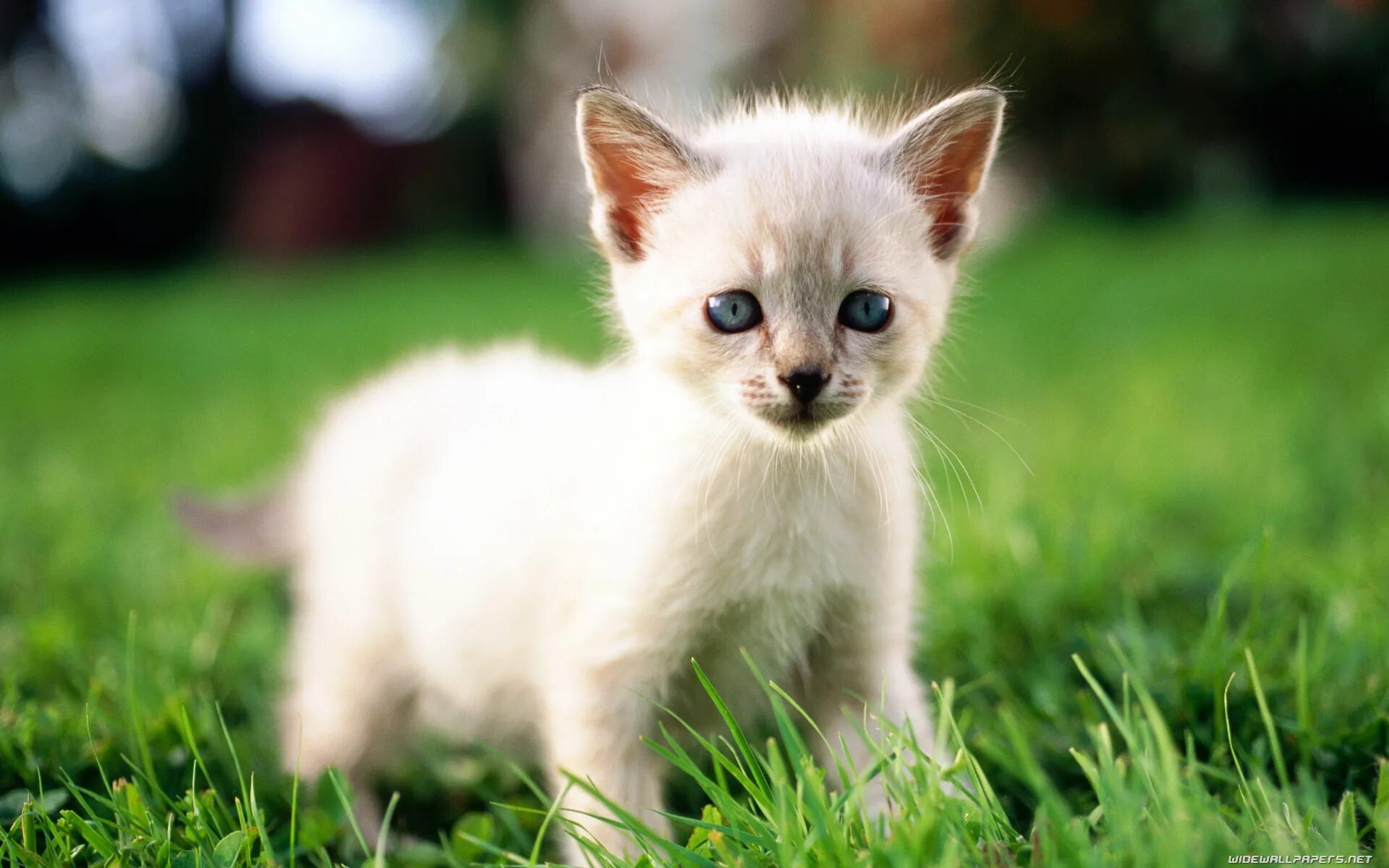 Можно про котят. Белый сиамский котенок. Милые кошки. Кошки маленькие. Маленькие котятки.