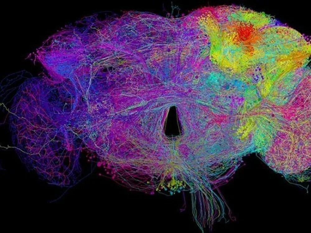 Prl-8-53. Трактография. Connectome brain. Коннектом человека проект. Коннектом москва.