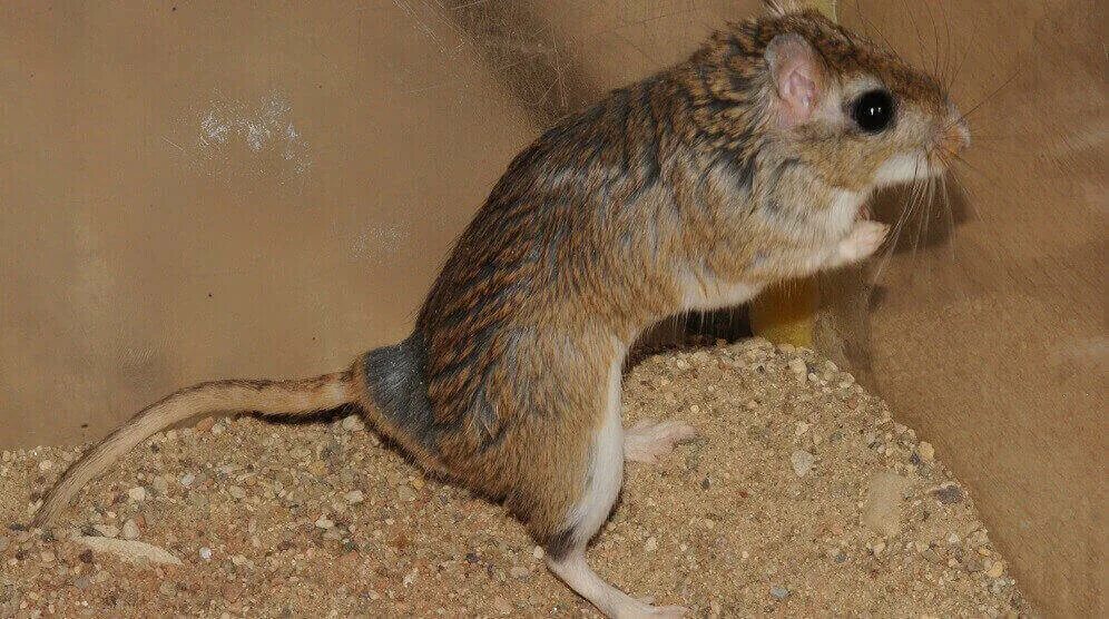 Apodemus peninsulae. зайцеобразные алтайская пищуха. лесная мышь (apodemus sylvaticus). пищуха сеноставка. пищуха алтайская сеноставка.