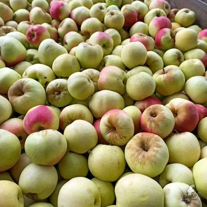 2 килограмм яблок. Килограмм яблок. Яблоки за кг. Курское яблоко. Кража яблок в саду Азия.