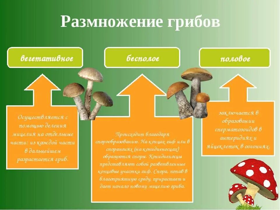 Какое основание позволило разделить грибы. Способы размножение грибов 5. Бесполое размножение грибов схема. Вегетативное размножение гриба схема. Грибы способ размножения.