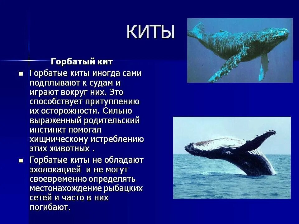 Кит какой класс. Горбач кит красная книга. красная книга животные горбач кит. доклад о горбатом ките. кит горбач доклад.