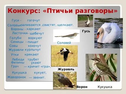 Сорок подать