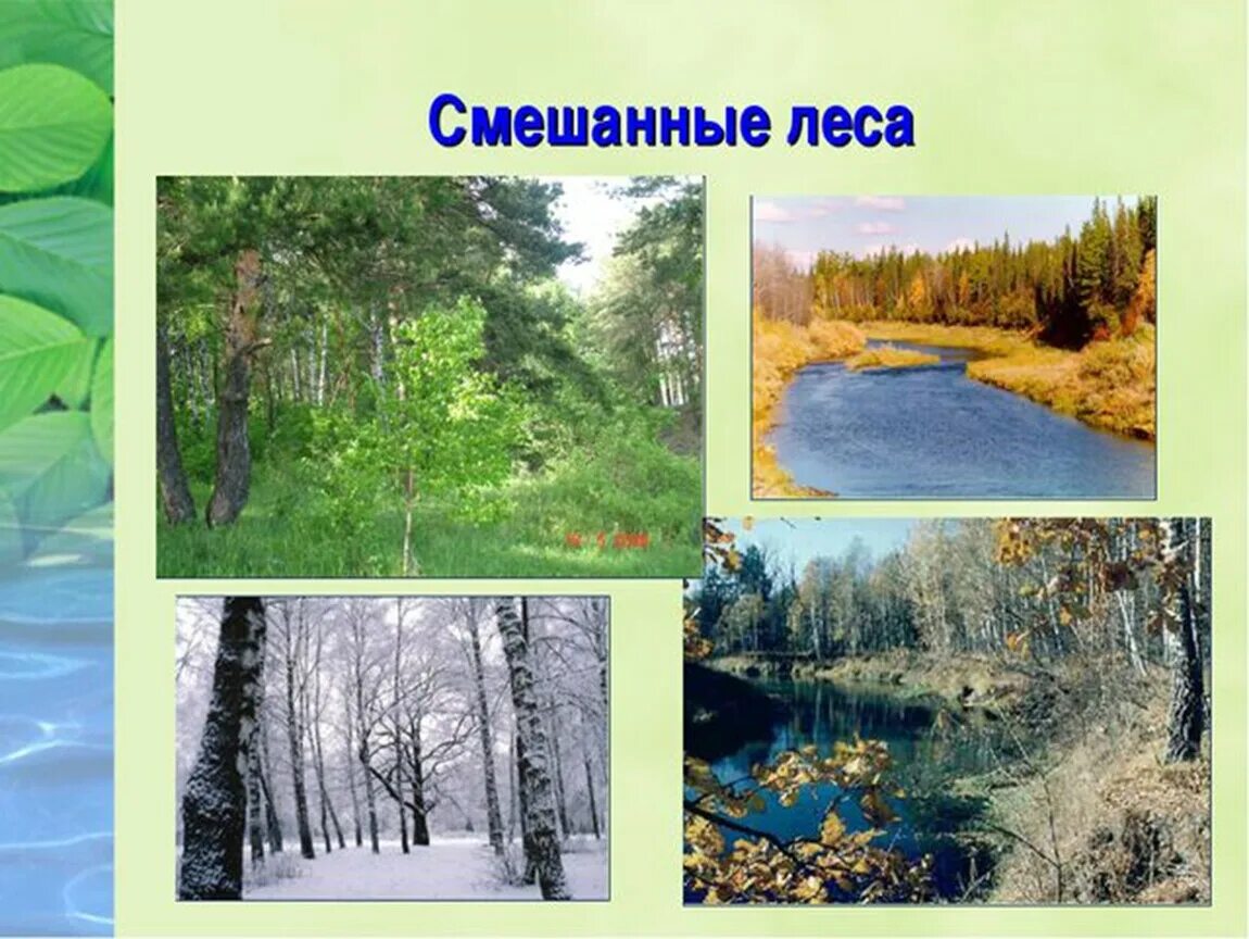 Урок смешанные и широколиственные леса 8 класс. Смешанные леса природная зона. Зона лесов леса России. Лесные зоны России. Климат в смешанном лесу.