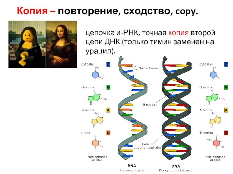 Цепочка ДНК. Цепь РНК. Вторая цепь РНК. Тимин у ДНК И РНК.