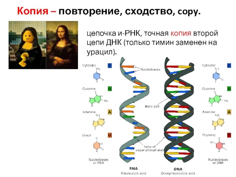 Число цепей днк и рнк. Цепочка днк. цепь рнк. вторая цепь рнк. тимин у днк и рнк.