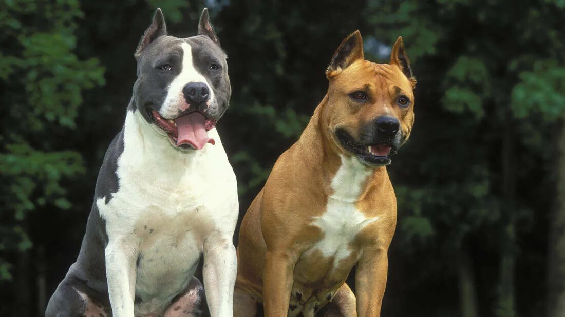 амстафф метис. амстафф метис. стаффордширская овчарка. стаффордширская овчарка. стаффордширская овчарка.