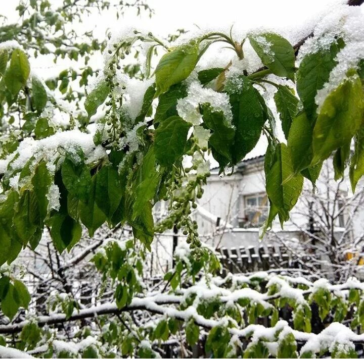 В каком году в мае выпал снег. Райчихинск зимой. Деревья окутаны хлопьями из снега. Ильм "пока не выпал снег...".