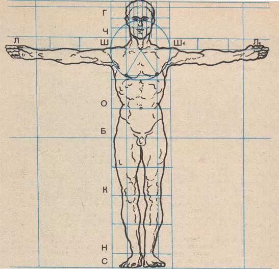 Человеческая сторона человека. Золотое сечение пропорции тела. Пропорции тела человека. Симметрия человеческого тела. Пропорции человеческого тела.