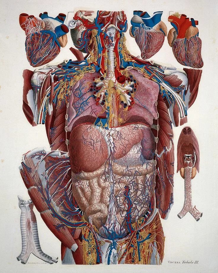 Внутренние органы фото. Анатомия тела. Анатомический атлас человека. Человеческое тело.