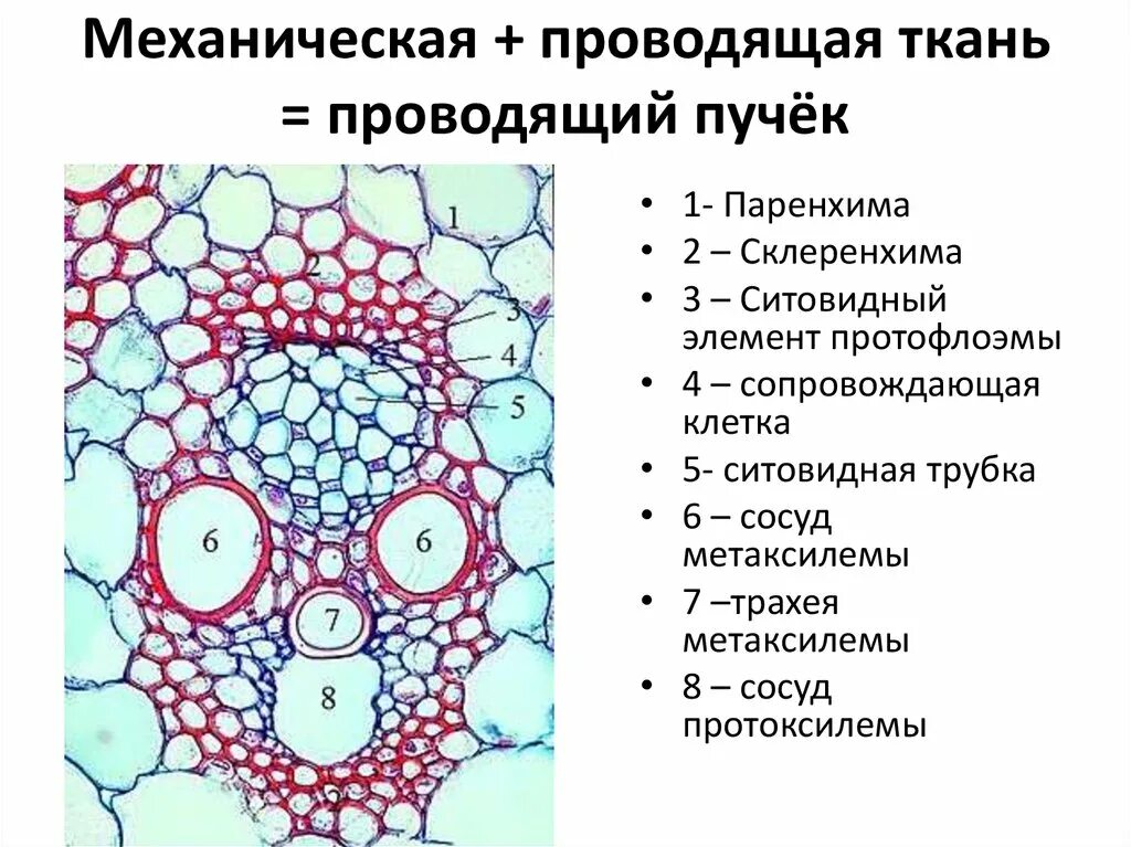 Проводящий пучок однодольного растения. Коллатеральный закрытый проводящий пучок стебля кукурузы. Строение пучка проводящей ткани. Проводящие сосудисто волокнистые пучки ткани. Строение коллатерального закрытого пучка кукурузы.