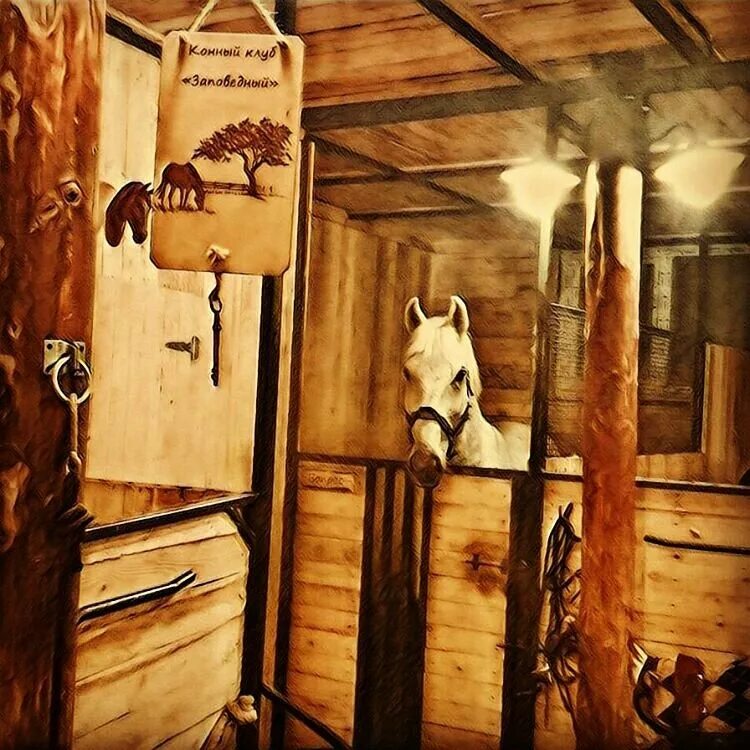 школа кск заповедный санкт петербург. кск заповедный спб. кск заповедный санкт-петербург лошади. Veronika e. кск пегас.