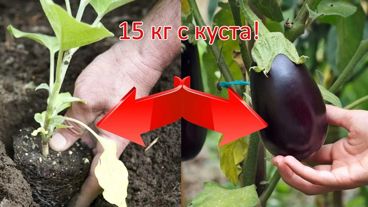 Подкормка баклажан в августе в открытом. Баклажан куст. баклажаны в огороде. подкормка баклажанов в открытом грунте. посадка баклажан в открытый грунт.
