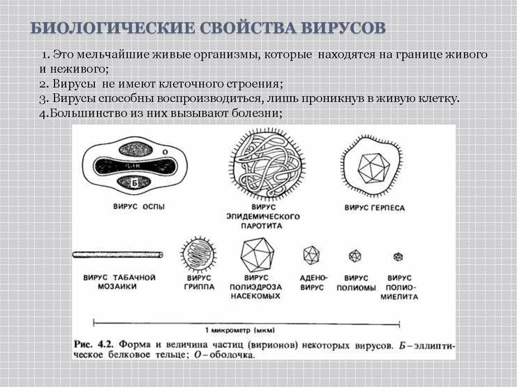 Биологическая характеристика вирусов. Свойства и формы существования вирусов. Основные свойства вирусов. Основные биологические свойства вирусов.