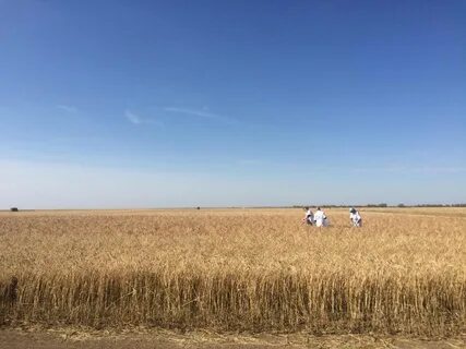Основа сельскохозяйственного производства
