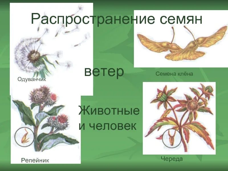 Способ распространения репейника. Способ распространения плодов репейника. Растения которые размножаются с помощью ветра. Способы распространения семян. Распространение ветром примеры