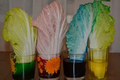 Капуста покрашенная